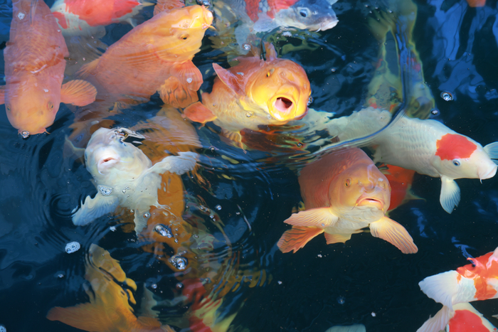 【村村有好戏】在槐荫，锦鲤“游”出产业发展新图景