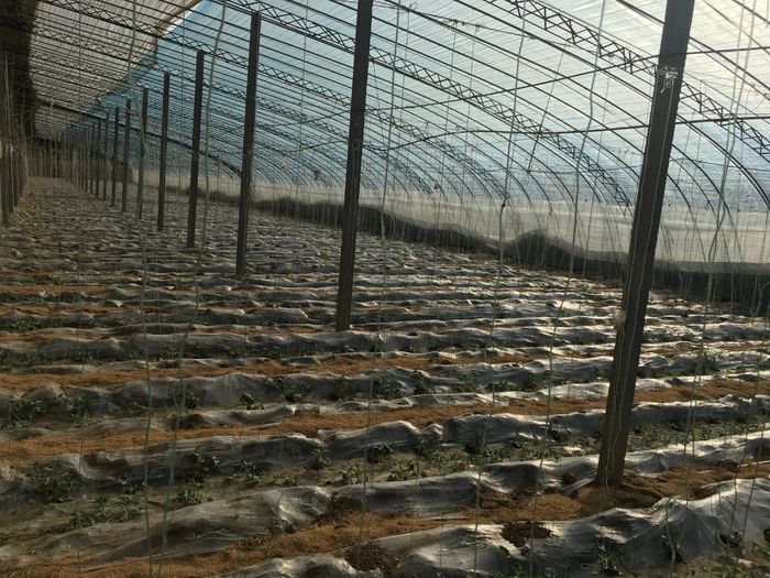 济阳区仁丰镇：富硒西瓜大棚里的别样年味儿