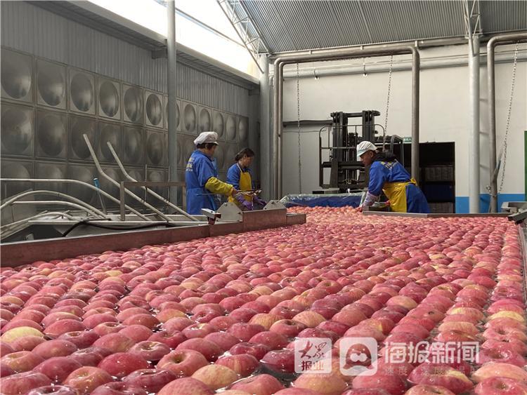 “苹”真本事！烟台苹果产业的“破局之钥”
