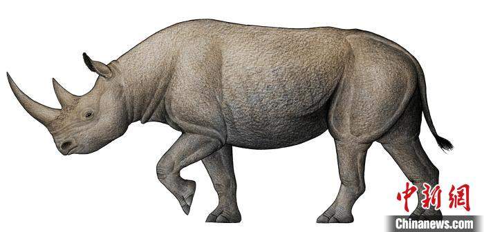 【央媒看临夏】非洲和伊朗这两种犀牛的“祖先”找到了！在中国临夏盆地