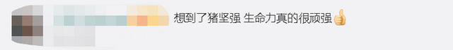 鸡群被洪水围困树枝7天|救了也是死成为盘中餐？鸡群被洪水围困树枝7天 现场实拍图曝光