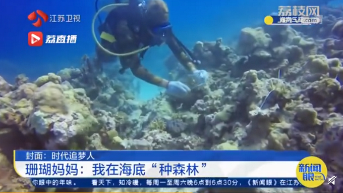 女科学家潜入海底种珊瑚，网友：总有人在守护那些不为人知的美