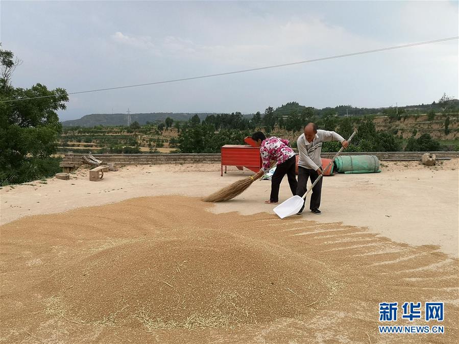 特殊之年夏粮丰收背后的特殊之举