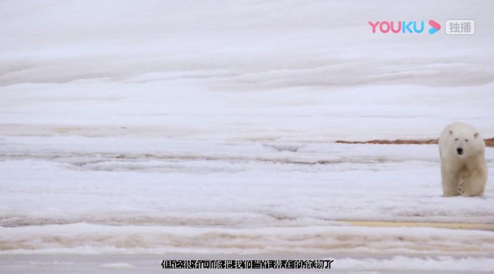 《十个世界尽头》上演极地探险记 队员险些成为北极熊腹中餐