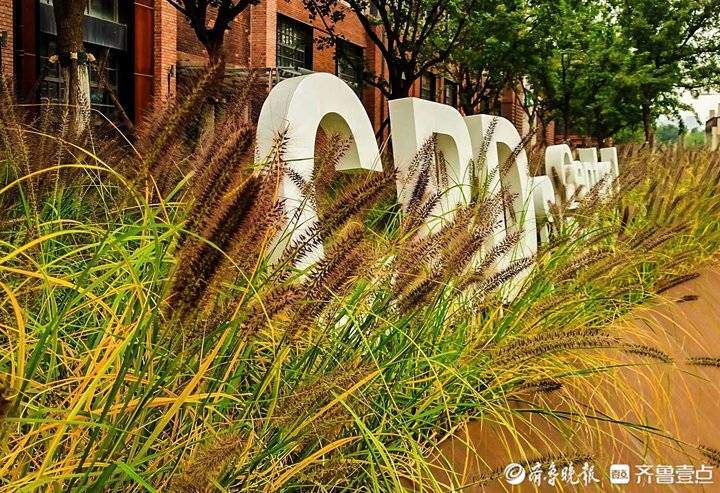 秋季里红橙黄绿青蓝紫七色俱全，实拍济南CBD高楼间的美丽自然