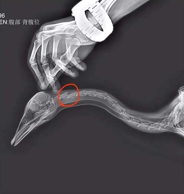 已确认,网红大雁“大宝”突然死亡!公安介入