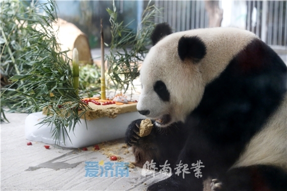 大熊猫“雅吉”“华奥”济南动物园过生日