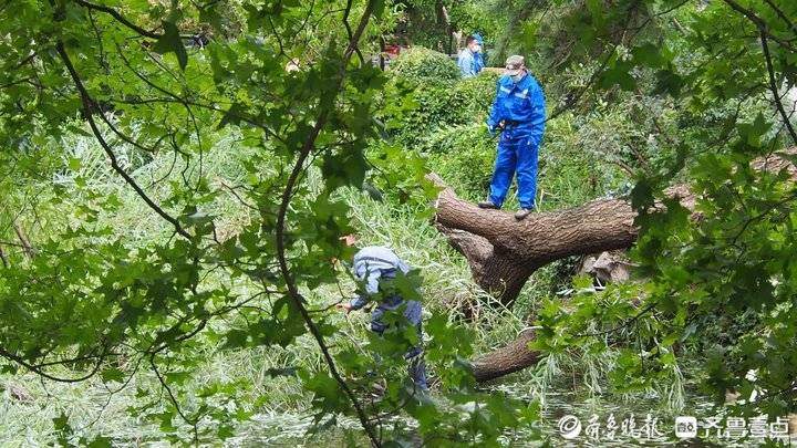 风好大！济南趵突泉公园的大树被吹倒