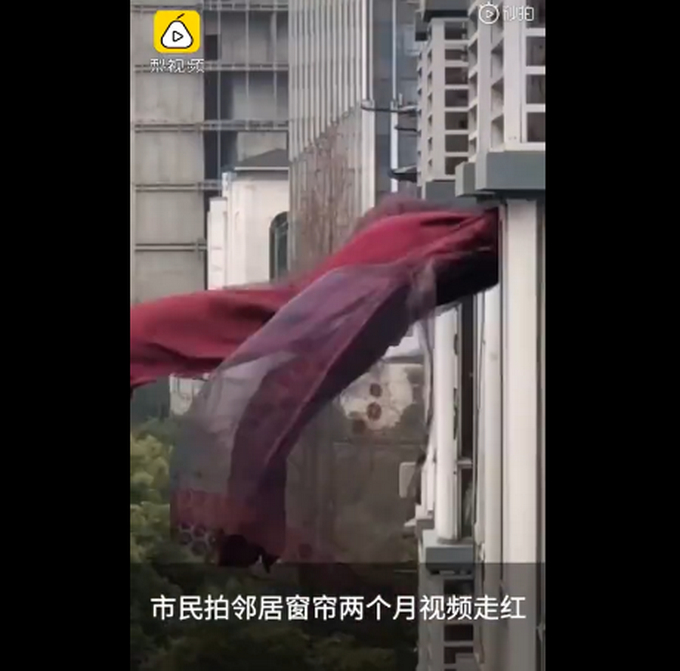 武汉宠物猪独自在家坚守两个月 瘦的肚子都没了
