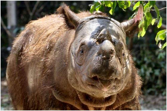 马来西亚最后一只苏门答腊犀牛因癌病逝 全球仅剩约80头