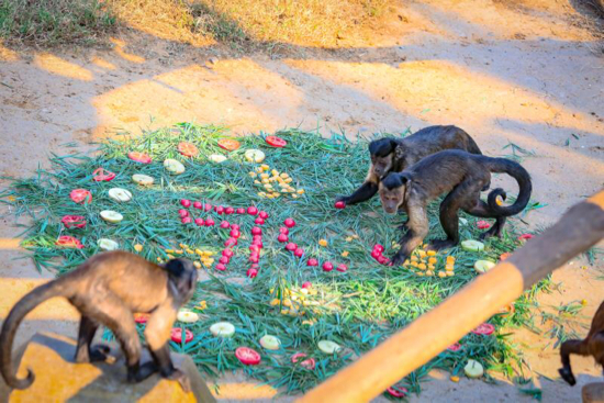 【晒晒美好山东】济南野生动物世界 喜迎国庆氛围浓 满园尽飘中国红
