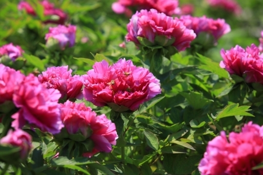 济南植物园牡丹绽放，本周末将迎来最佳观赏期