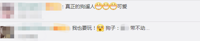 人不如狗！斗牛犬一个月学会滑板还能拐弯 网友：最牛车队