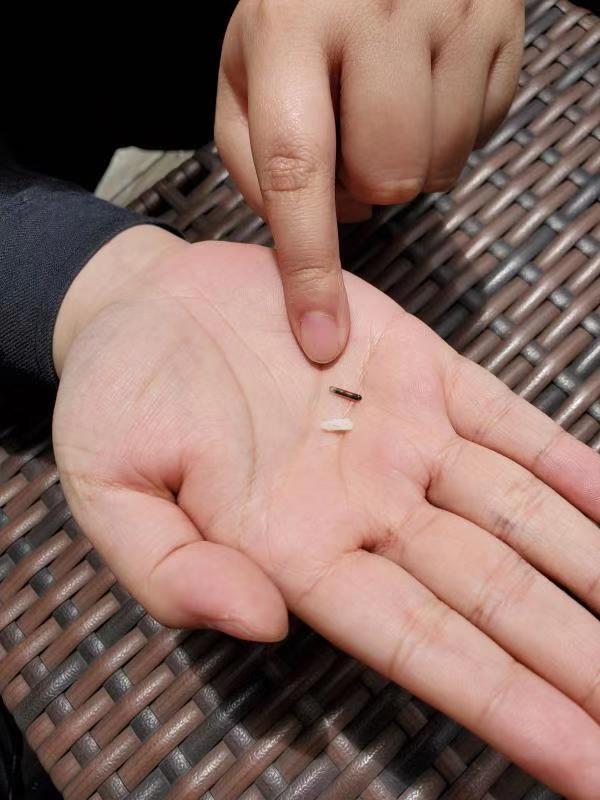 防被盗走失 杭州市区免费为犬只植入“电子身份证”