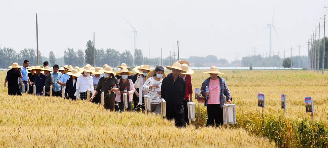 “553N”——解锁乡村振兴“山东密码”