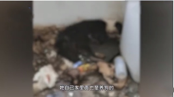 愤怒！南京90后情侣退房后把边牧遗弃在出租屋 网友：放入黑名单！永远禁止收养宠物！