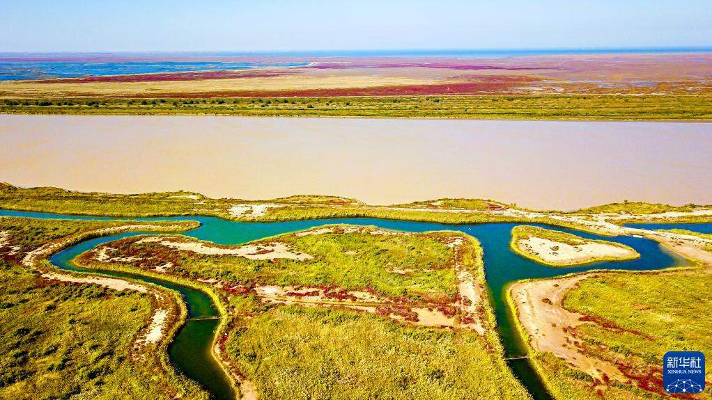 湿地之美丨山东黄河三角洲湿地