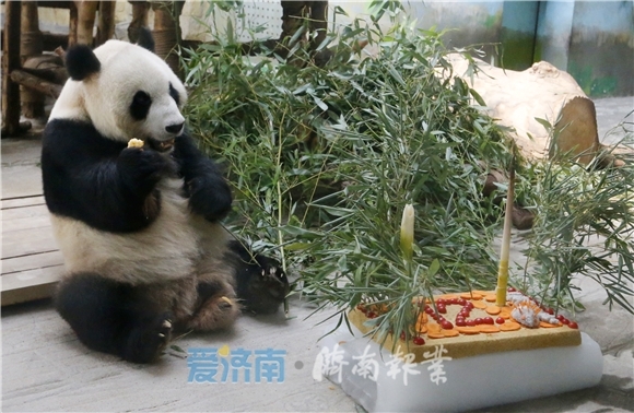 大熊猫“雅吉”“华奥”济南动物园过生日