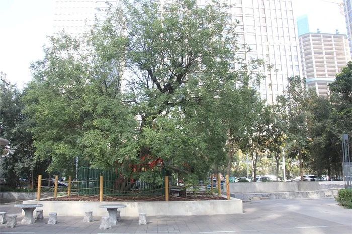 古槐、古皂荚、古榆、古银杏，2023年济南添20处“古树保护园”