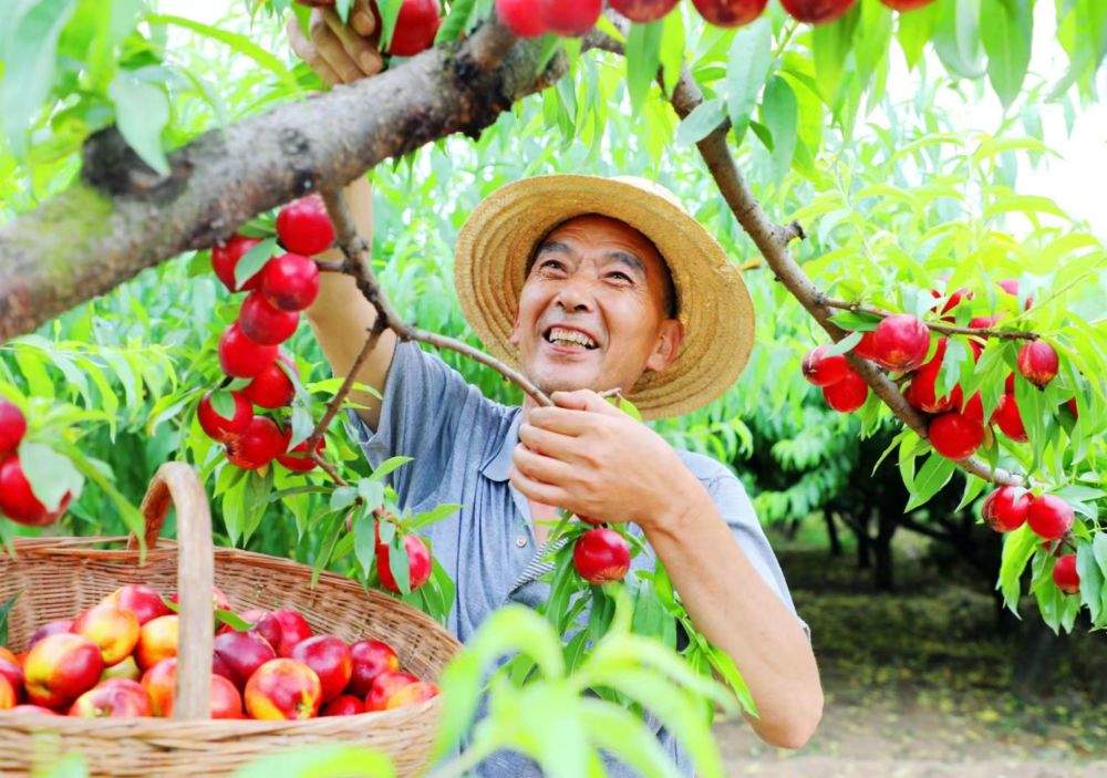 乡村振兴在行动河南内乡两花三桃打通富民新路径