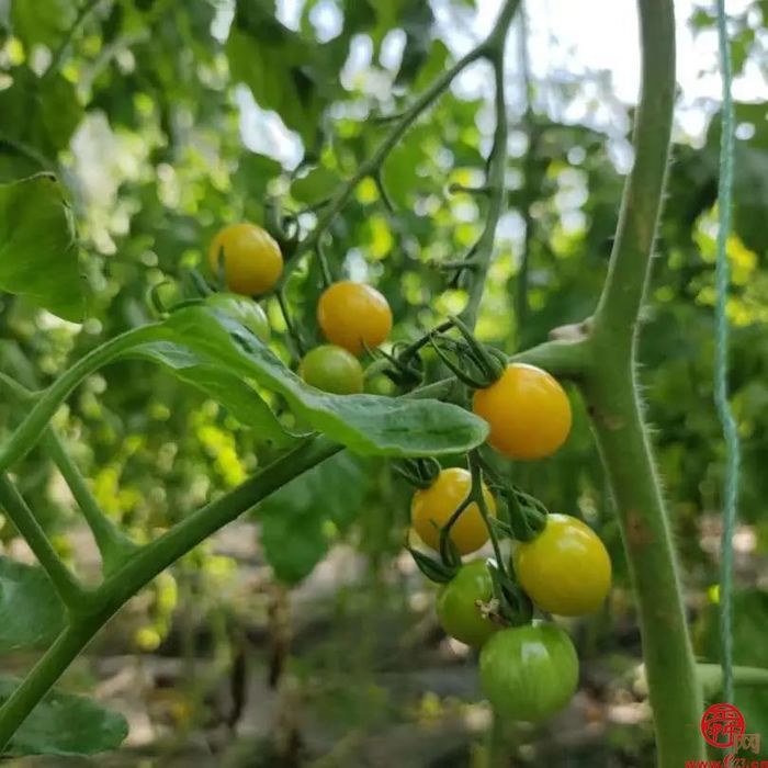 实地探沃小番：泉水人家小番茄有大版图 目标北方种业“芯片”