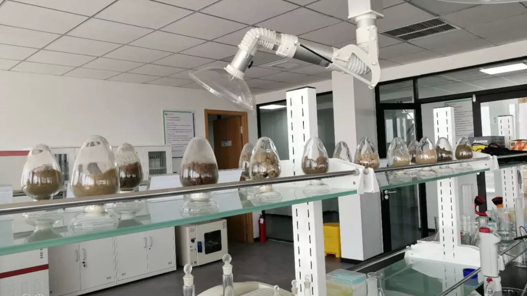 海水稻正从试验田走向餐桌 要高产更要优质