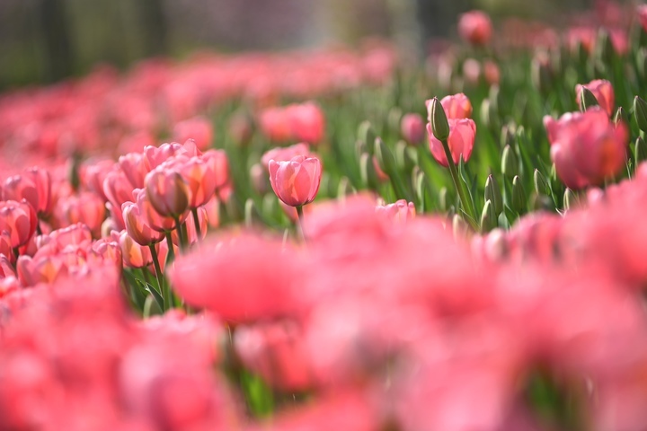 济南经十路旁郁金香花海将迎来盛花期