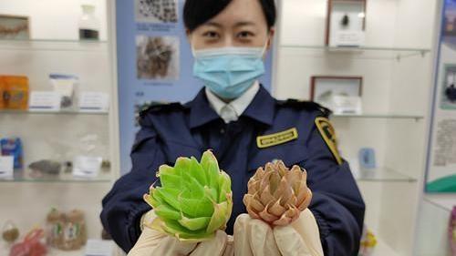 想养国内没有的动植物？小心！你可能违法了