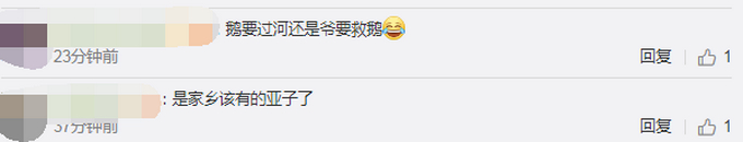 大鹅太难了！哈师大的黑天鹅冻湖上了！划船去救结果船也冻上了！