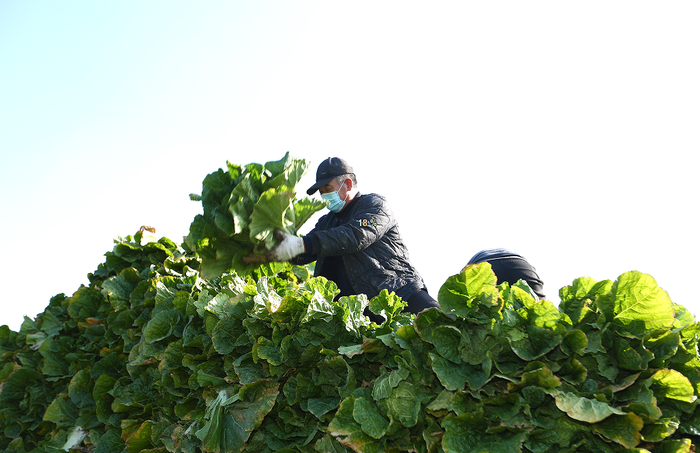 下周起，18000吨！济南启动政府储备菜投放