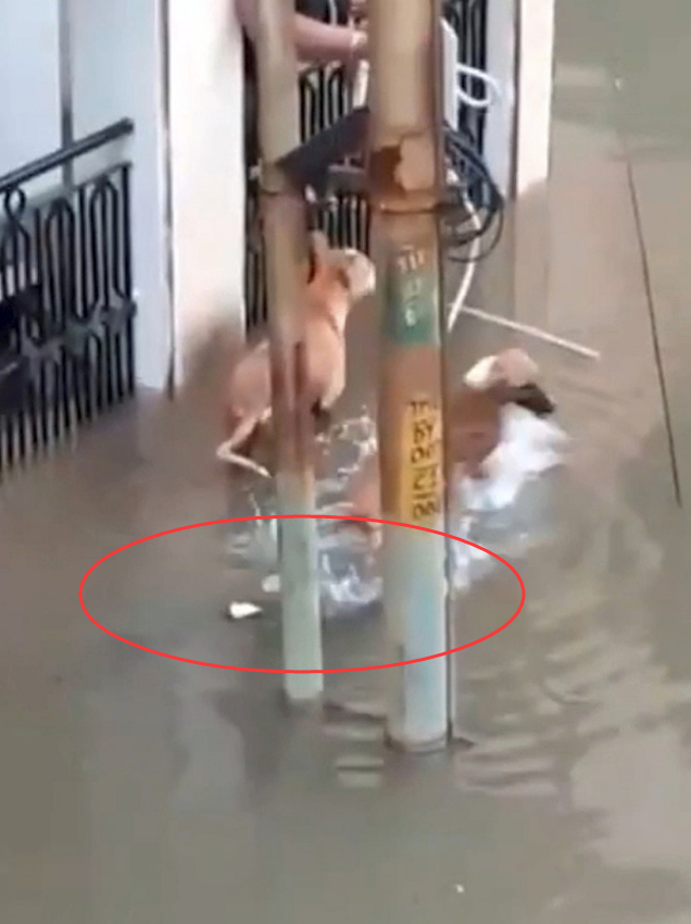 印度暴雨惊现鳄鱼 暴雨引发洪水，大批鳄鱼涌入城市