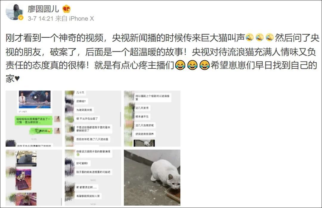 猫来助阵！“央视猫叫”上热搜是怎么回事？终于真相了，原来是这样！