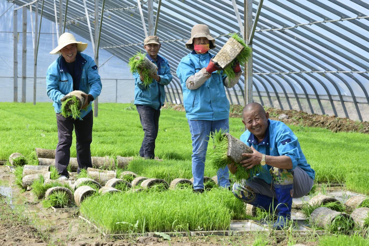 芒种时节，泉水人家的人儿已经“忙着种”啦！
