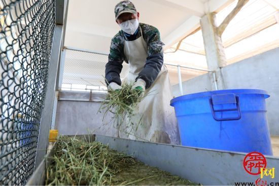 袋鼠饲养员：细心呵护，给它们一个温暖的家