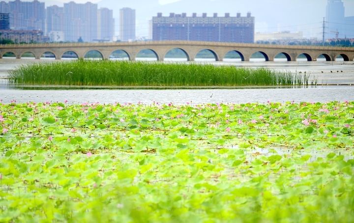 映日荷花别样红，湖光山色俏东城