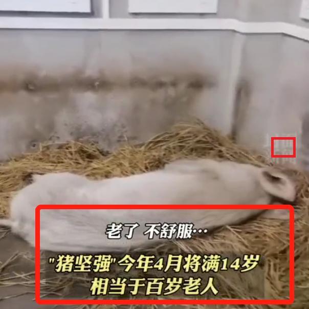 14岁的猪坚强已瘦骨嶙峋网友希望它能安乐地离开