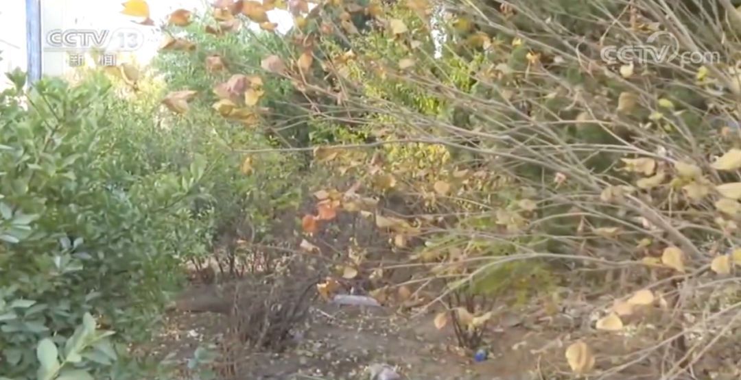 痛！13岁男孩杀害10岁女孩 如何最大限度预防未成年人犯罪？