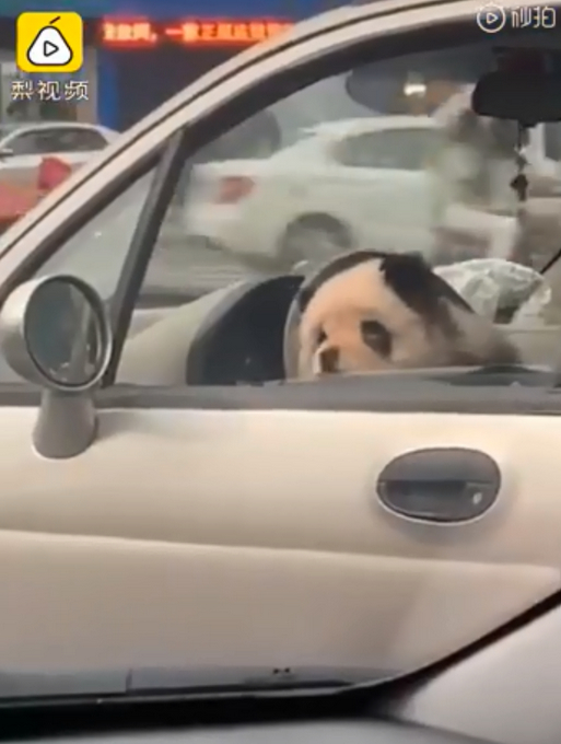 狗脸往哪搁？四川乐山熊猫狗违规坐进驾驶室 主人：被大狗咬伤非要抱抱