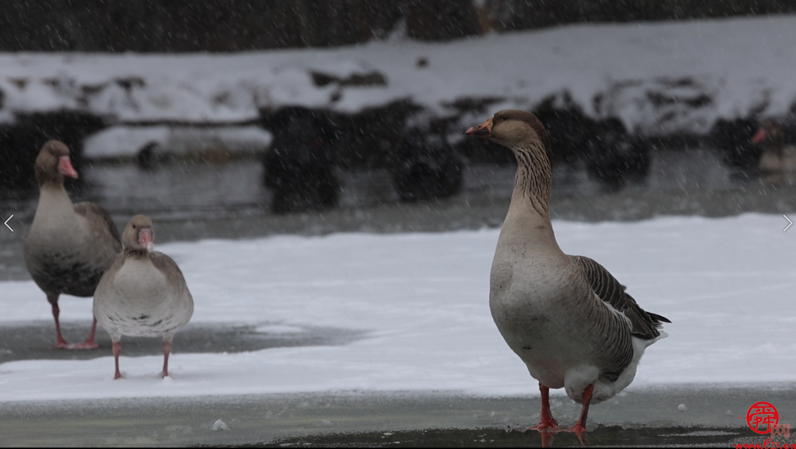 惠享济南文旅 畅游泉城新春济南文旅集团新年系列活动邀请市民游客欢天喜地过大年