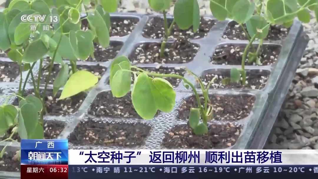 “太空种子”返回广西柳州，顺利出苗移植