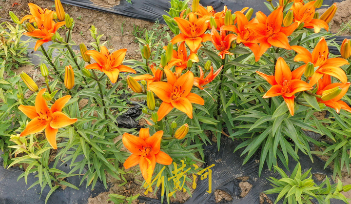 百合花海即将盛开，端午时节来赏花吧