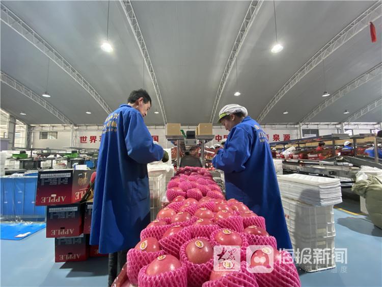 “苹”真本事！烟台苹果产业的“破局之钥”