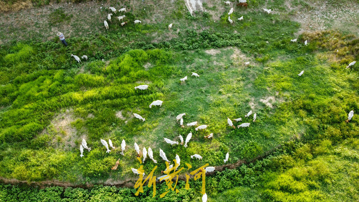 玉符河：上游放水中游渗透地下 下游放牧如草原风情