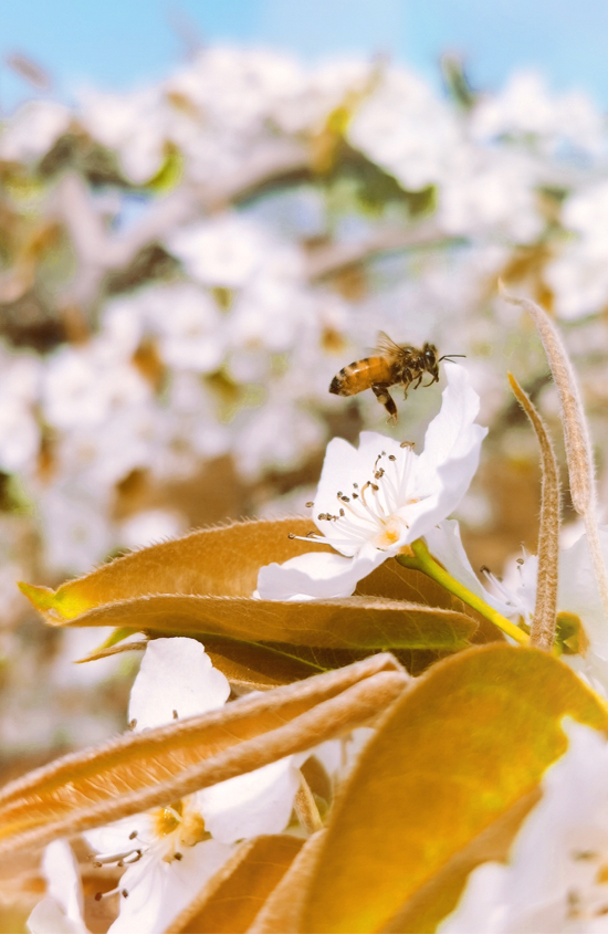 【春耕进行时（五）】章丘相公镇：扶贫大棚内 樱桃长势喜人