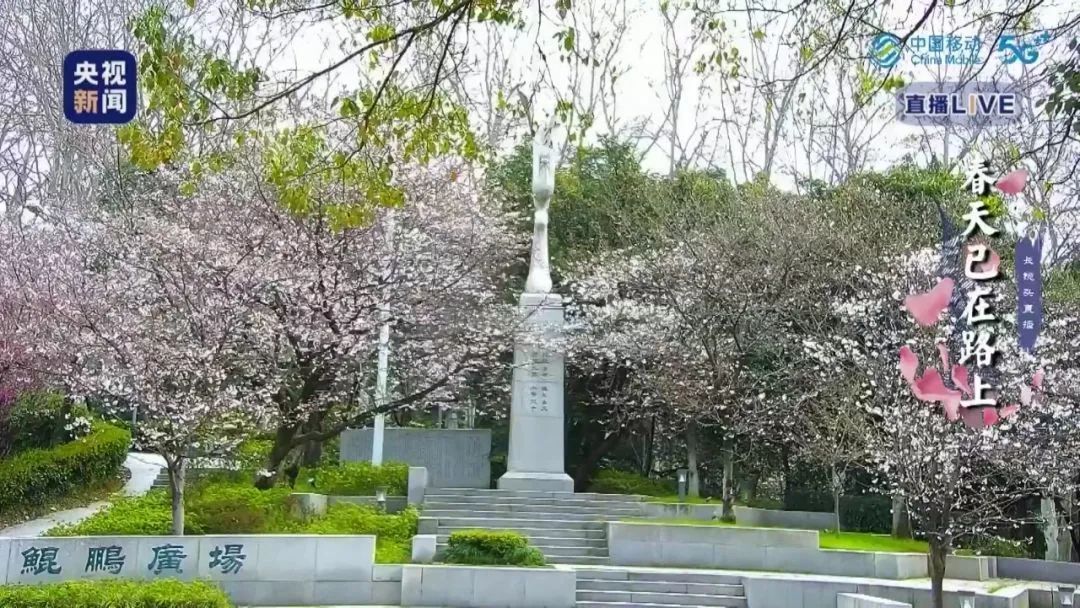 武大内、东湖畔！樱花开了！