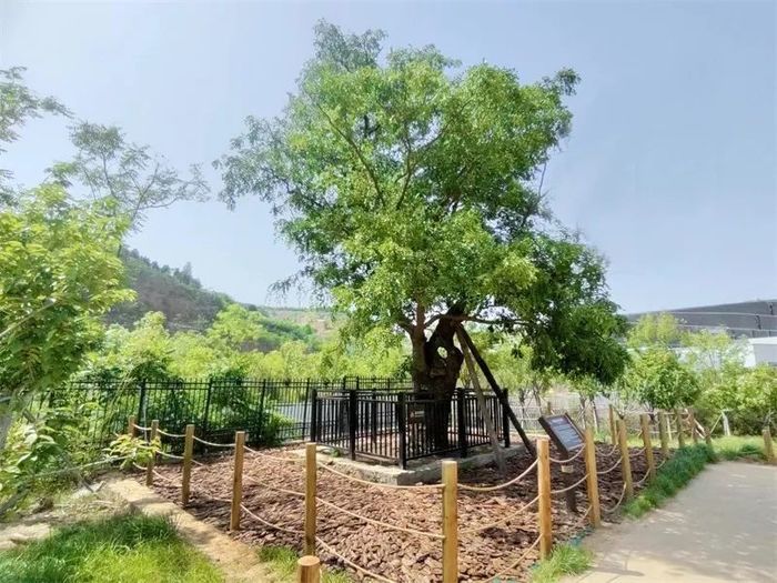 古槐、古皂荚、古榆、古银杏，2023年济南添20处“古树保护园”