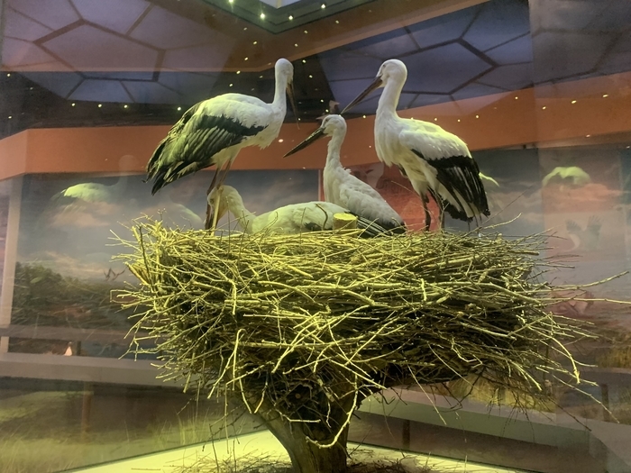 【在习近平新时代中国特色社会主义思想指引下】吸引更多生物来安家在黄河入海处看到“天然”