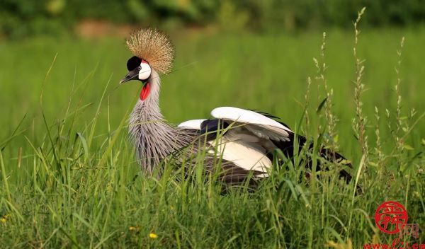 描绘黄河生态新画卷① ｜ 滔滔黄河水 润泽一座城