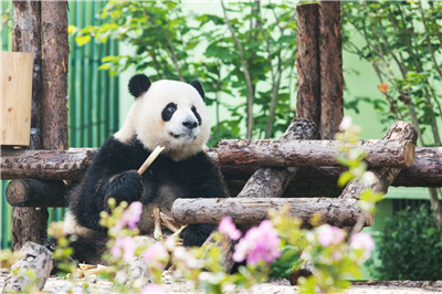 4只大熊猫到这个地方安家落户！9月16日与游客见面