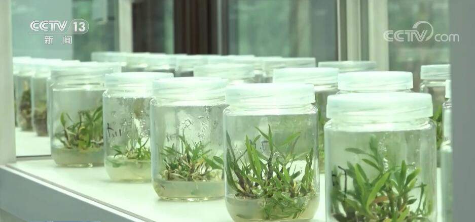 突破制约 数字技术与传统农业碰撞出“最优解”